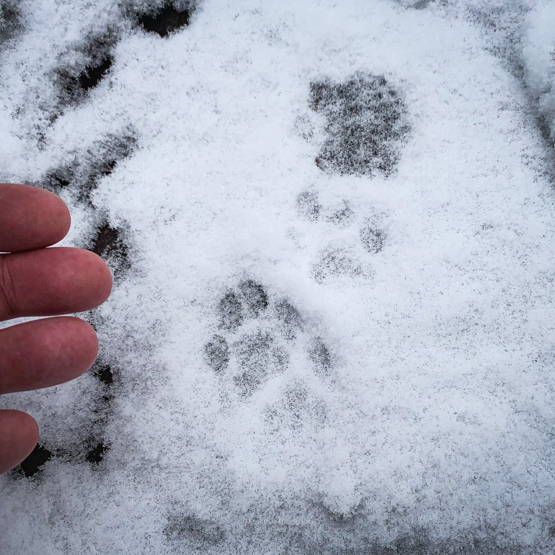 bobcat prints in snow