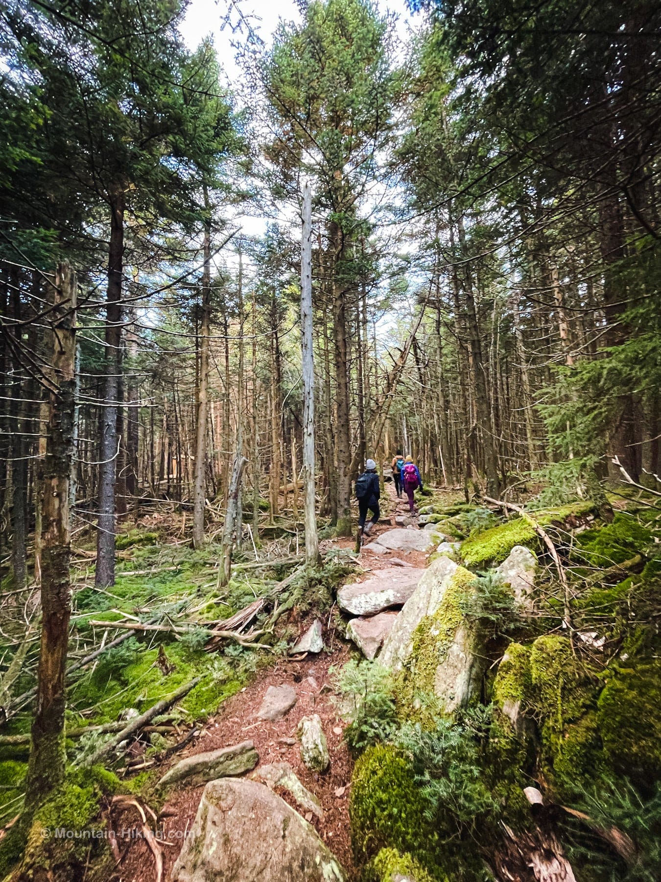 hikers walking in spruce forest