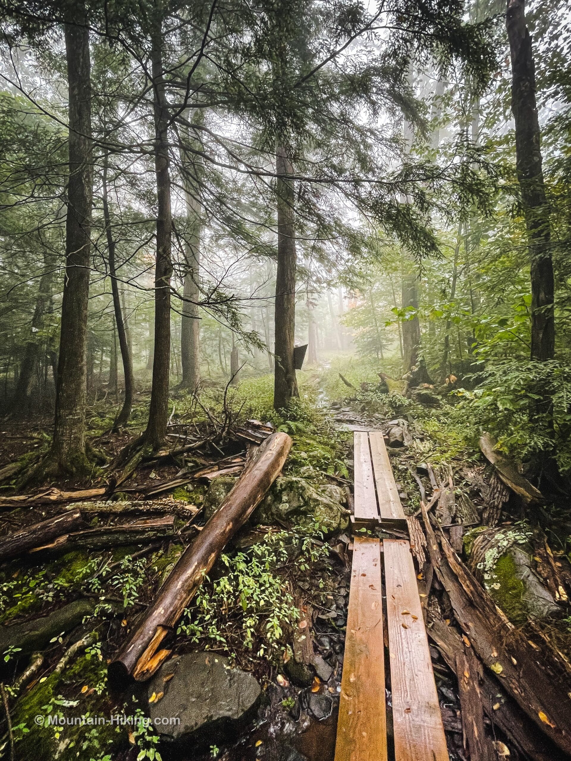 boardwalks in foggy forest