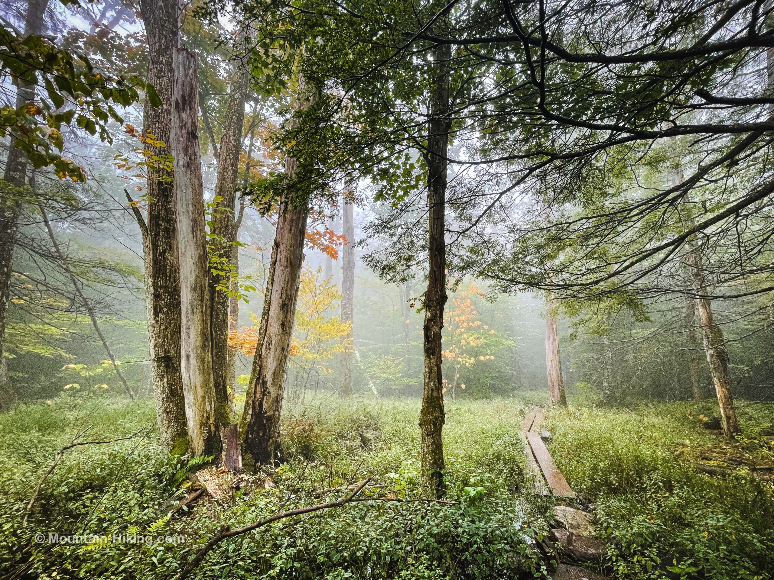 boardwalks in foggy forest