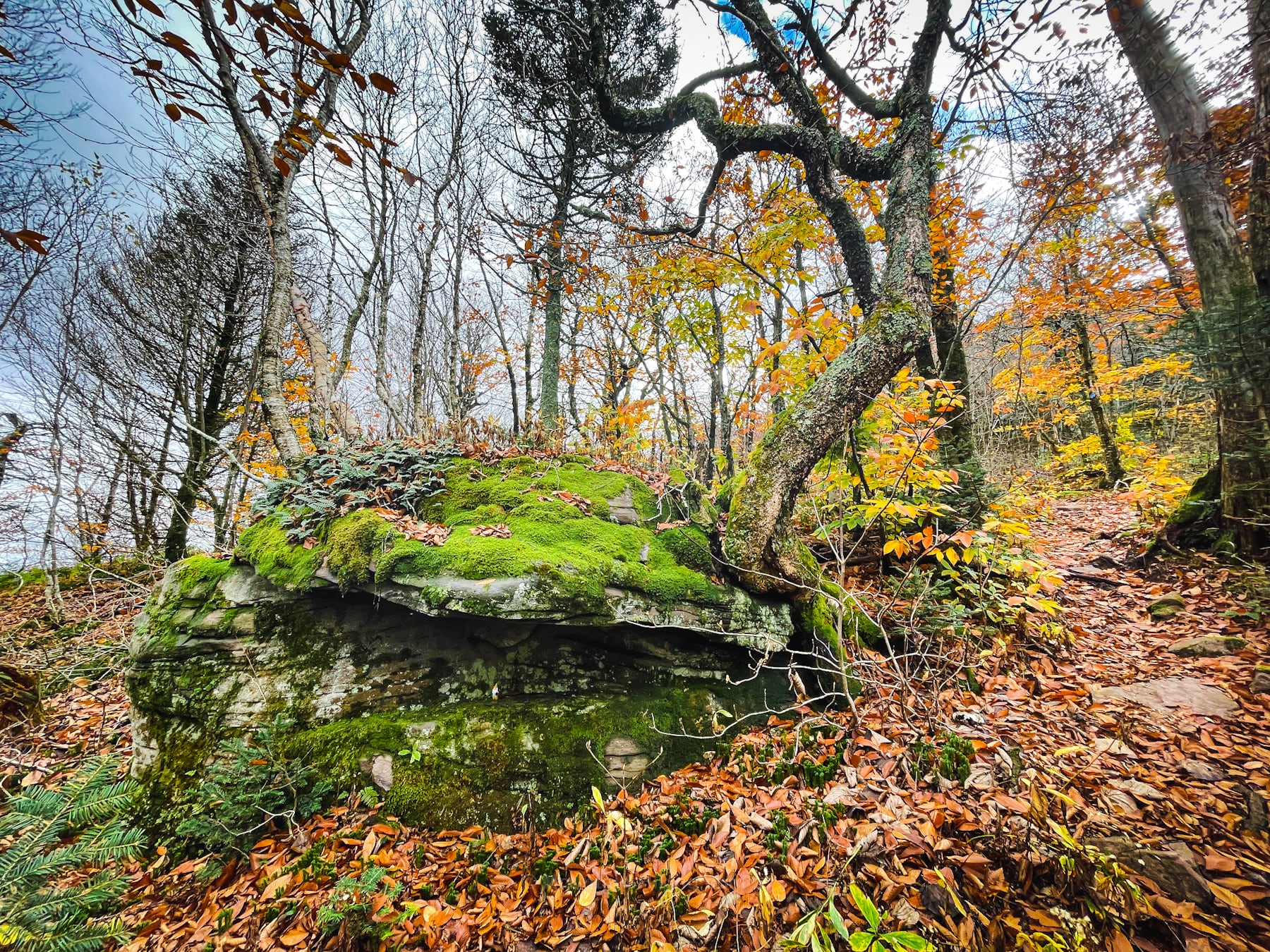 woodland rocks and moss