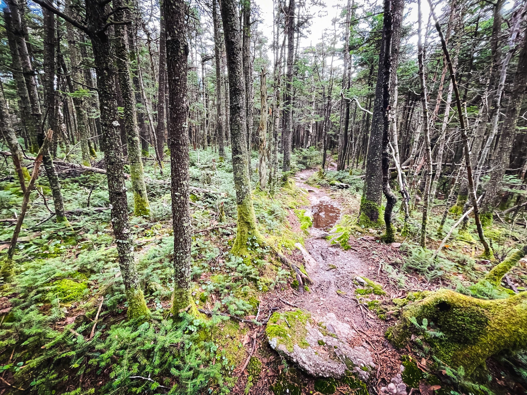 mossy woodland trail