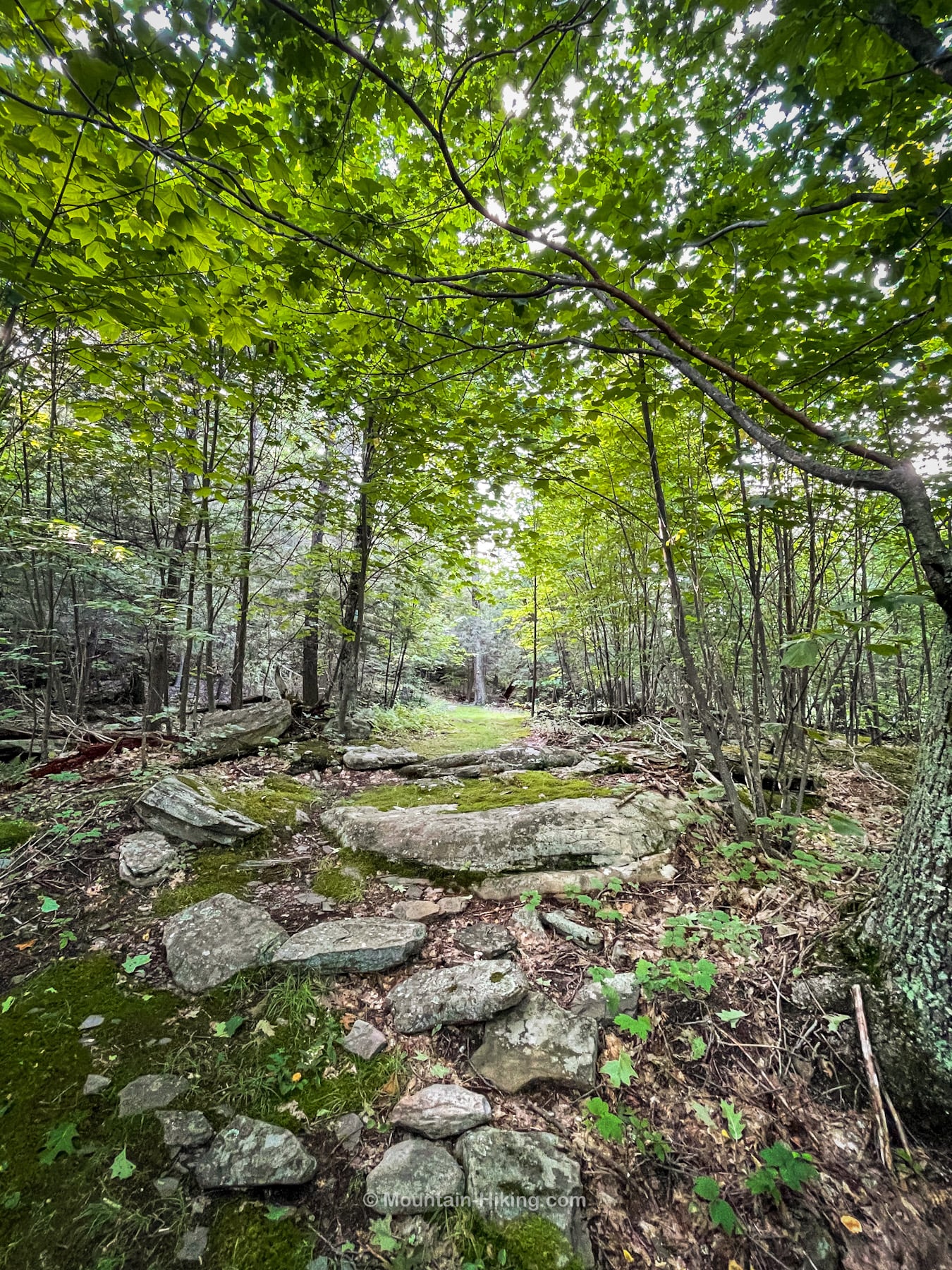 woodsy trail