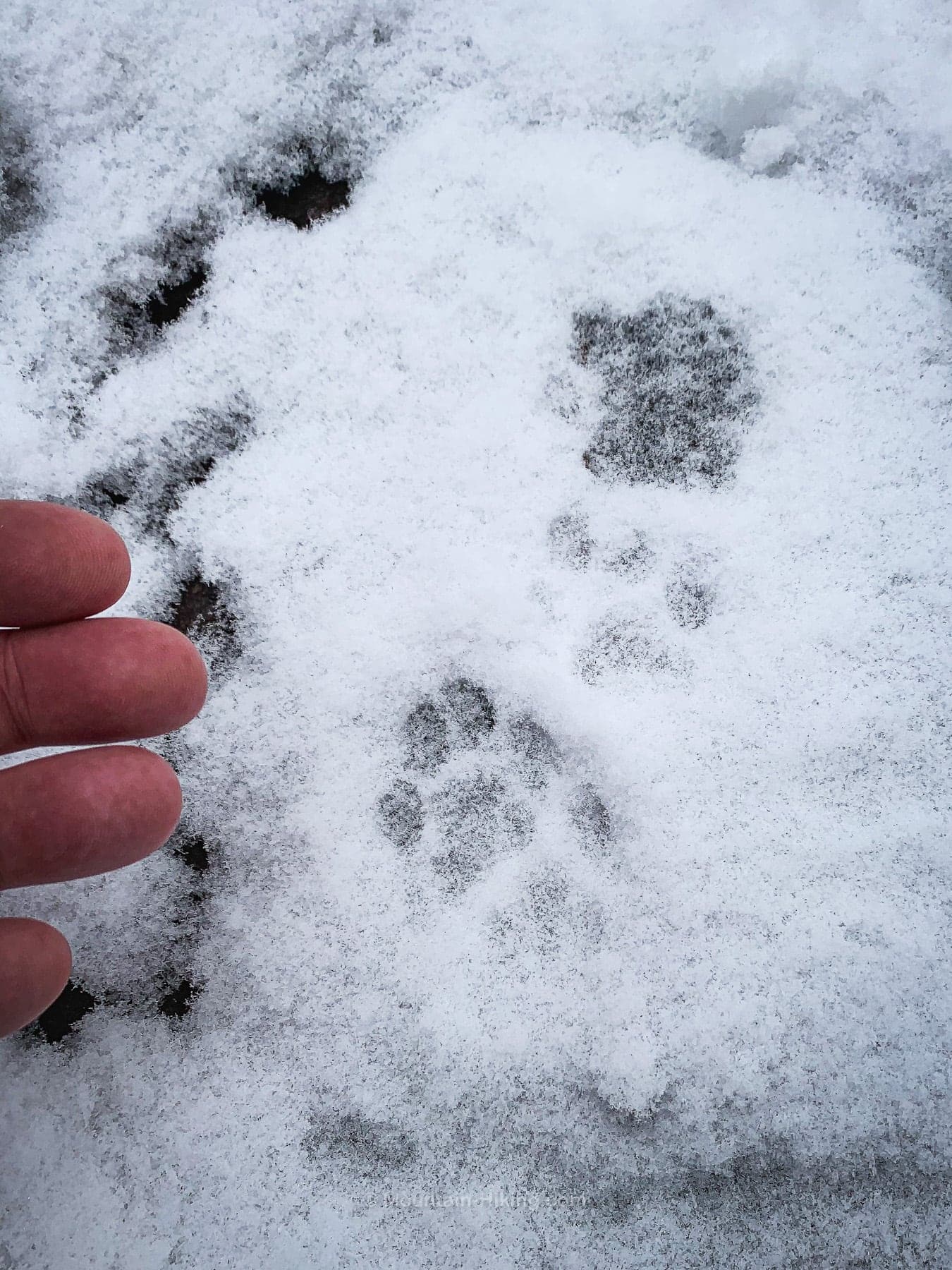 bobcat prints in snow, fingers shown for scale