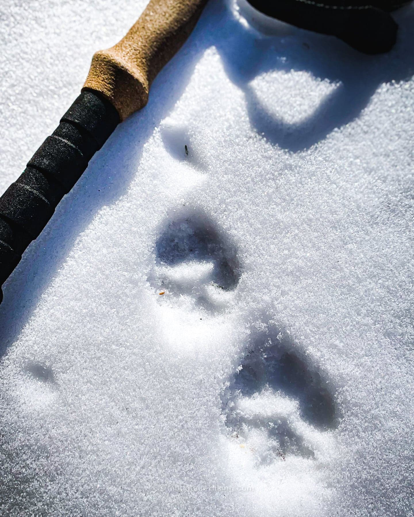 bobcat prints in snow near hiking pole