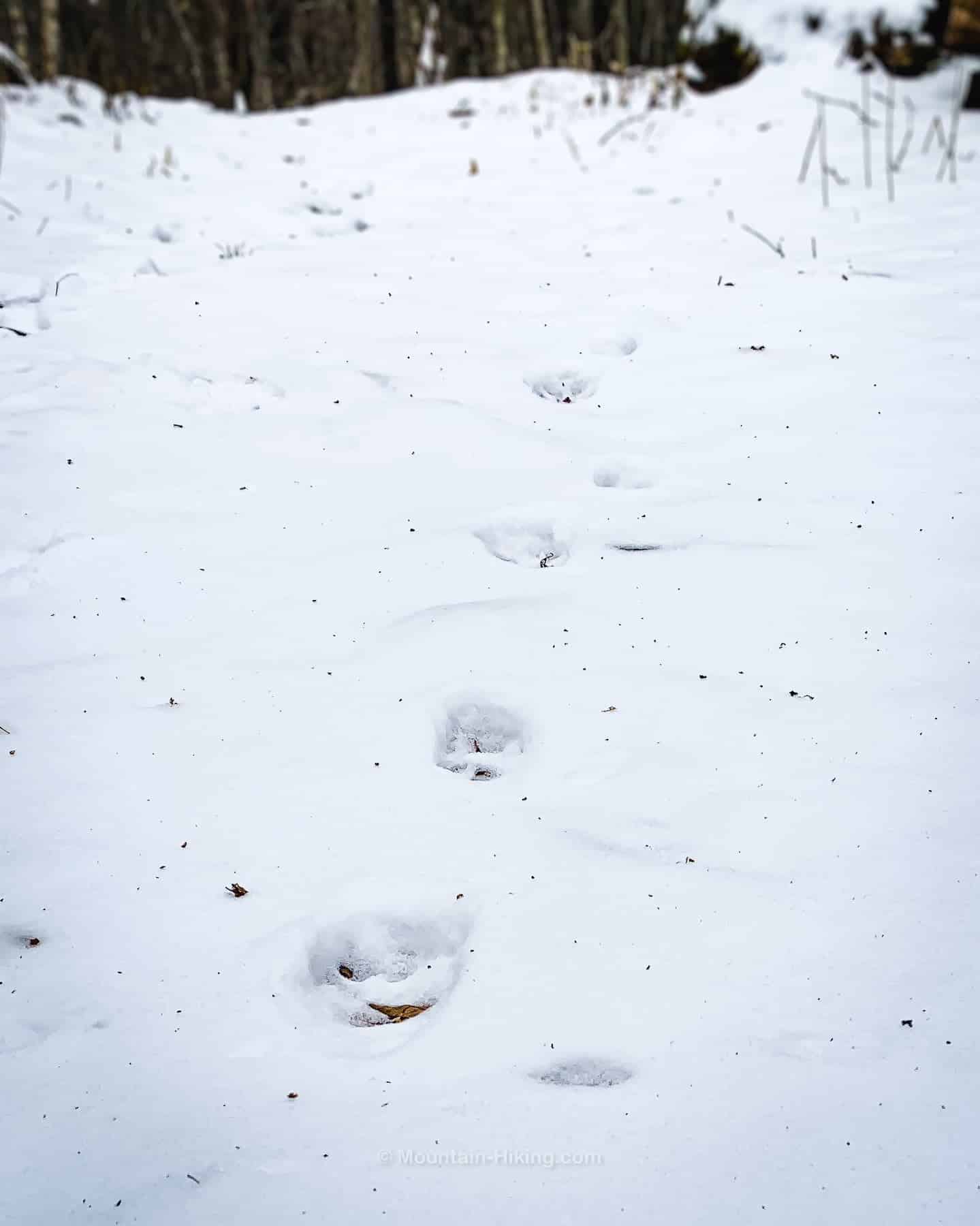 bobcat track in snow