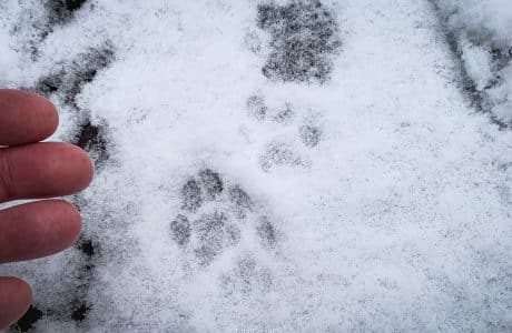 adult human fingertips beside bobcat print in snow