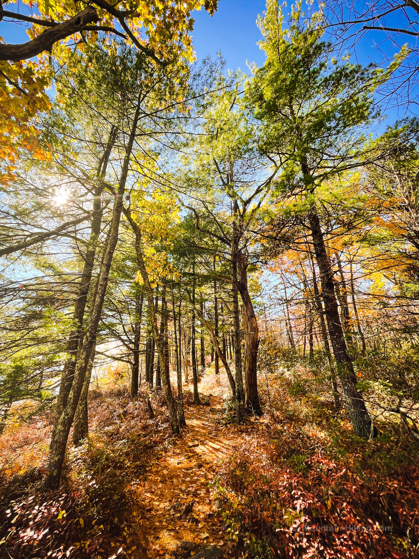 Millbrook Mountain Hiking Trail in Autumn