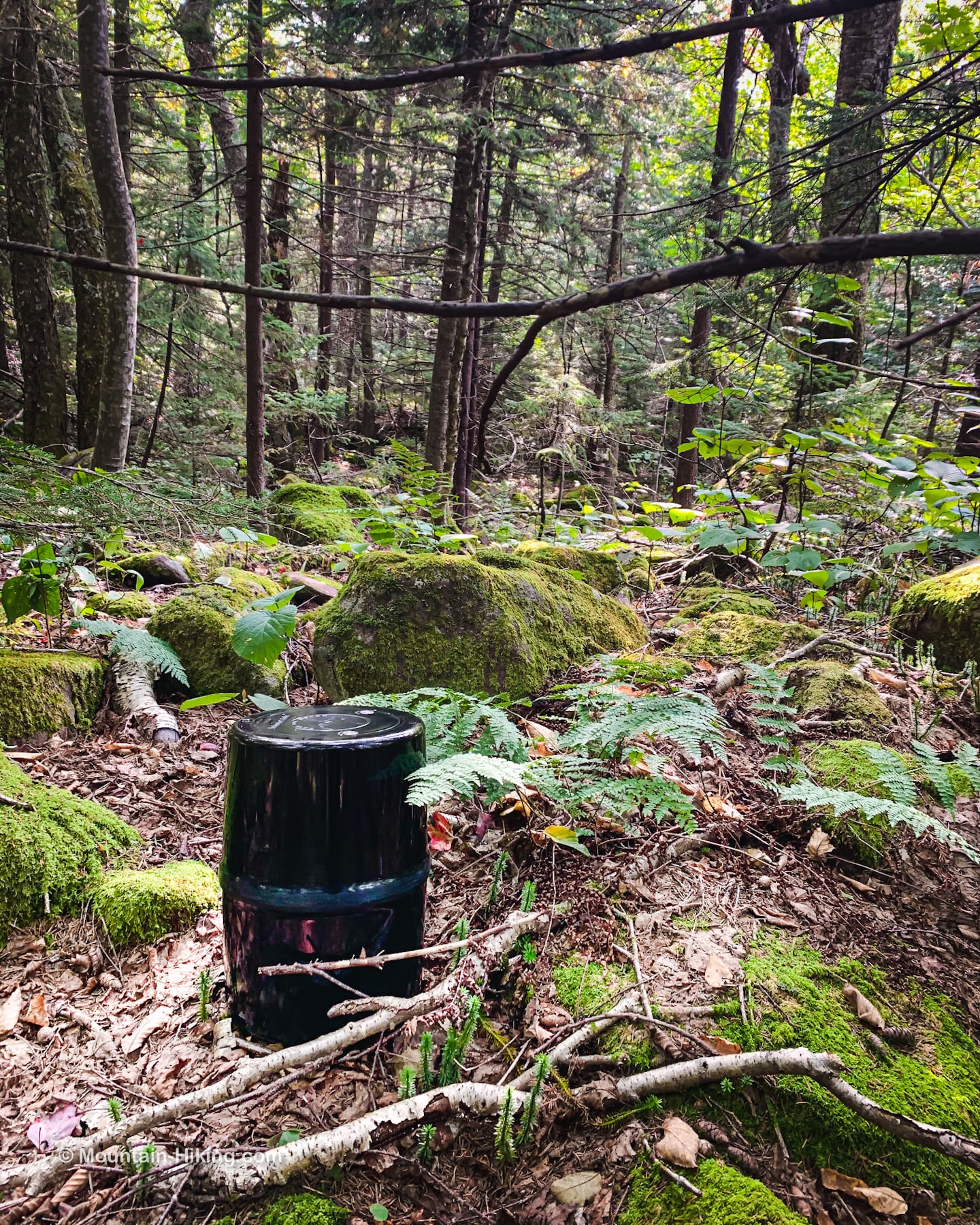 bear canister in woods
