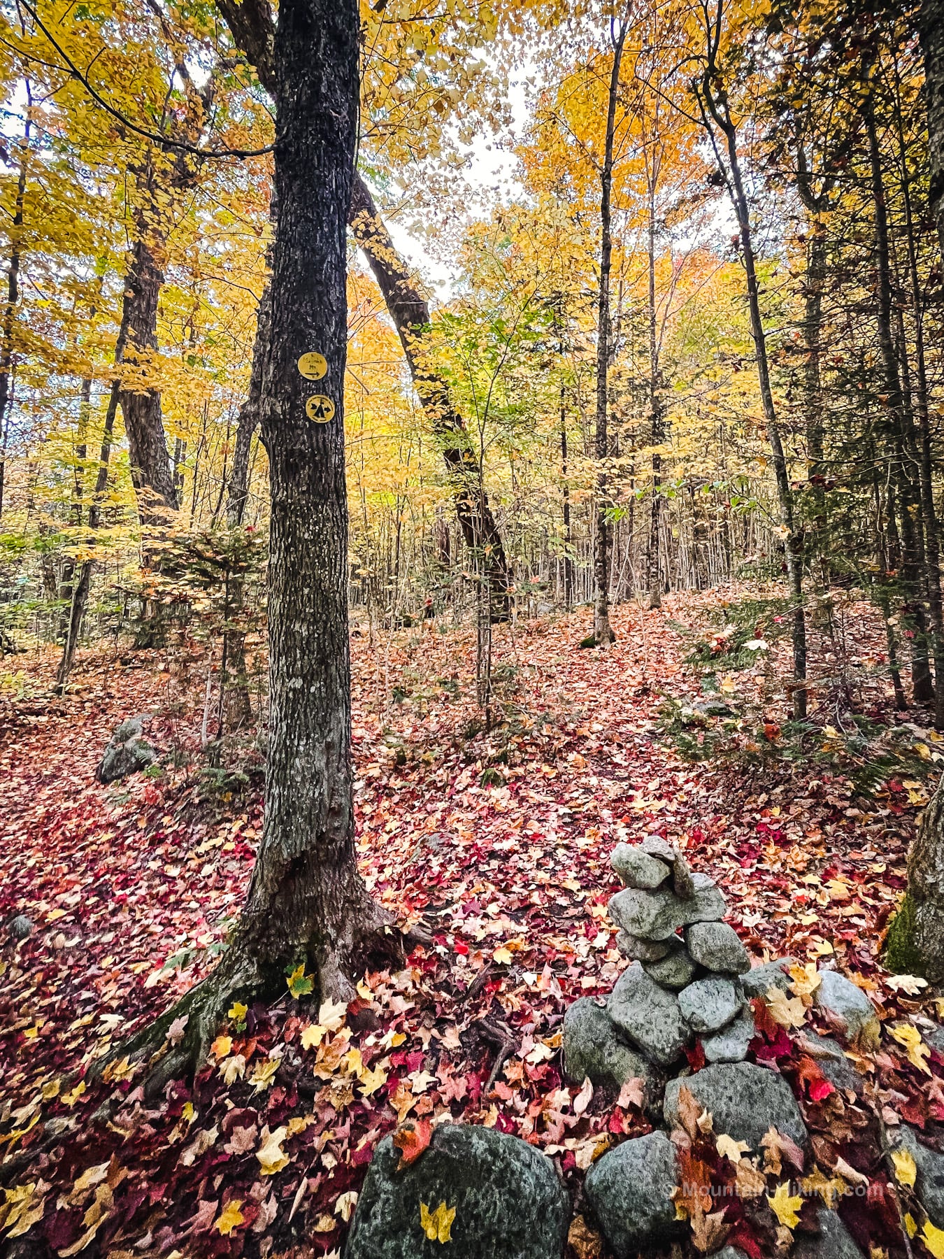 autumn forest, rock cairn, yellow blaze