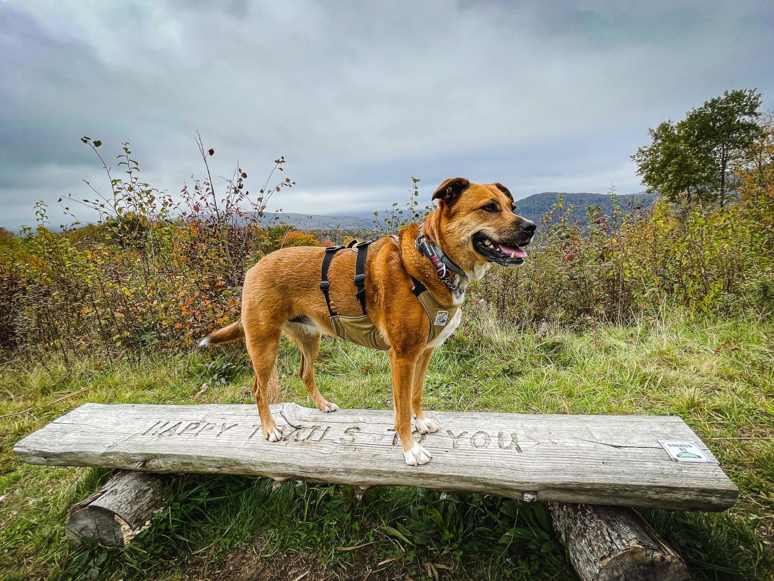 dog on wooden bench