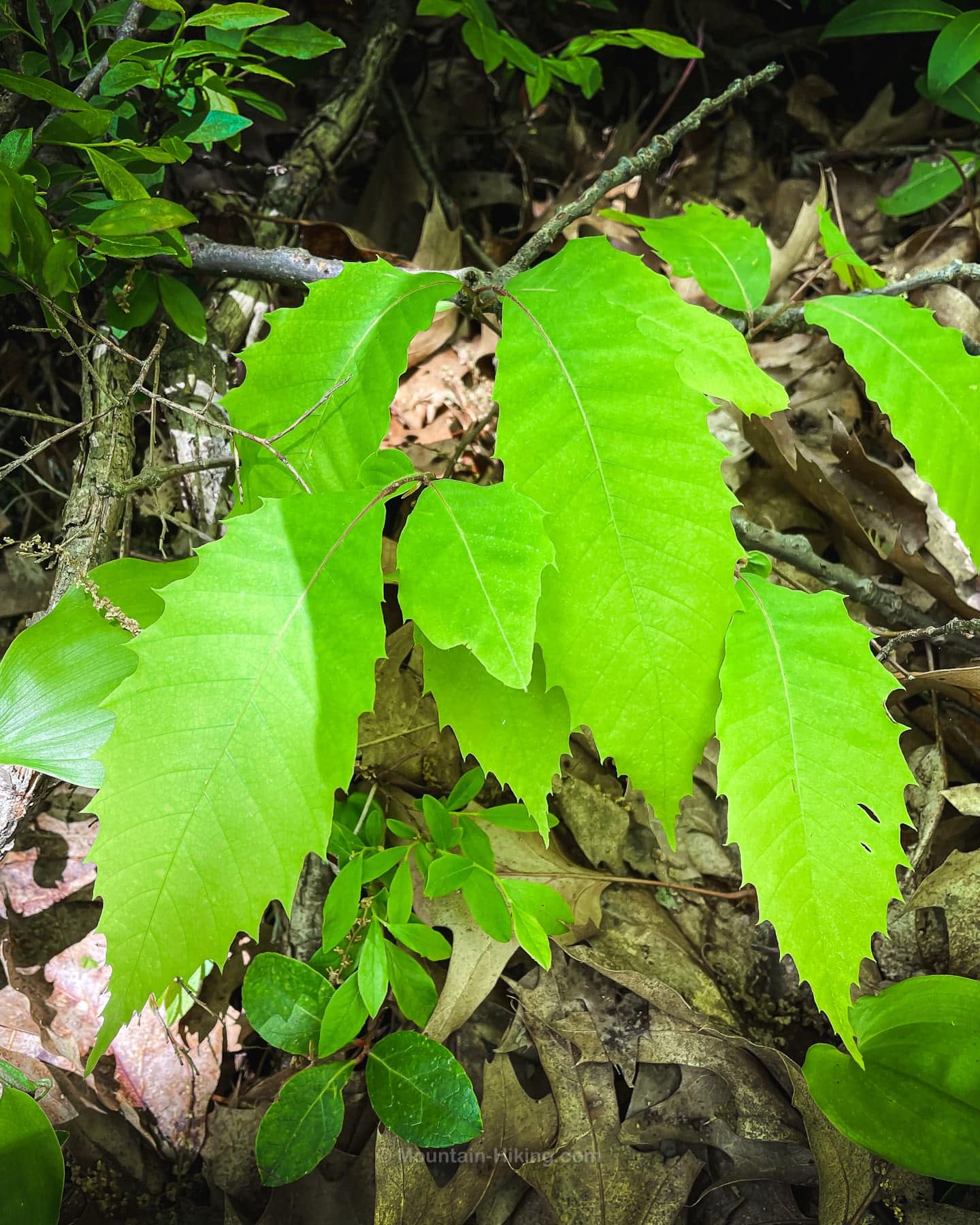 American chestnut leaves