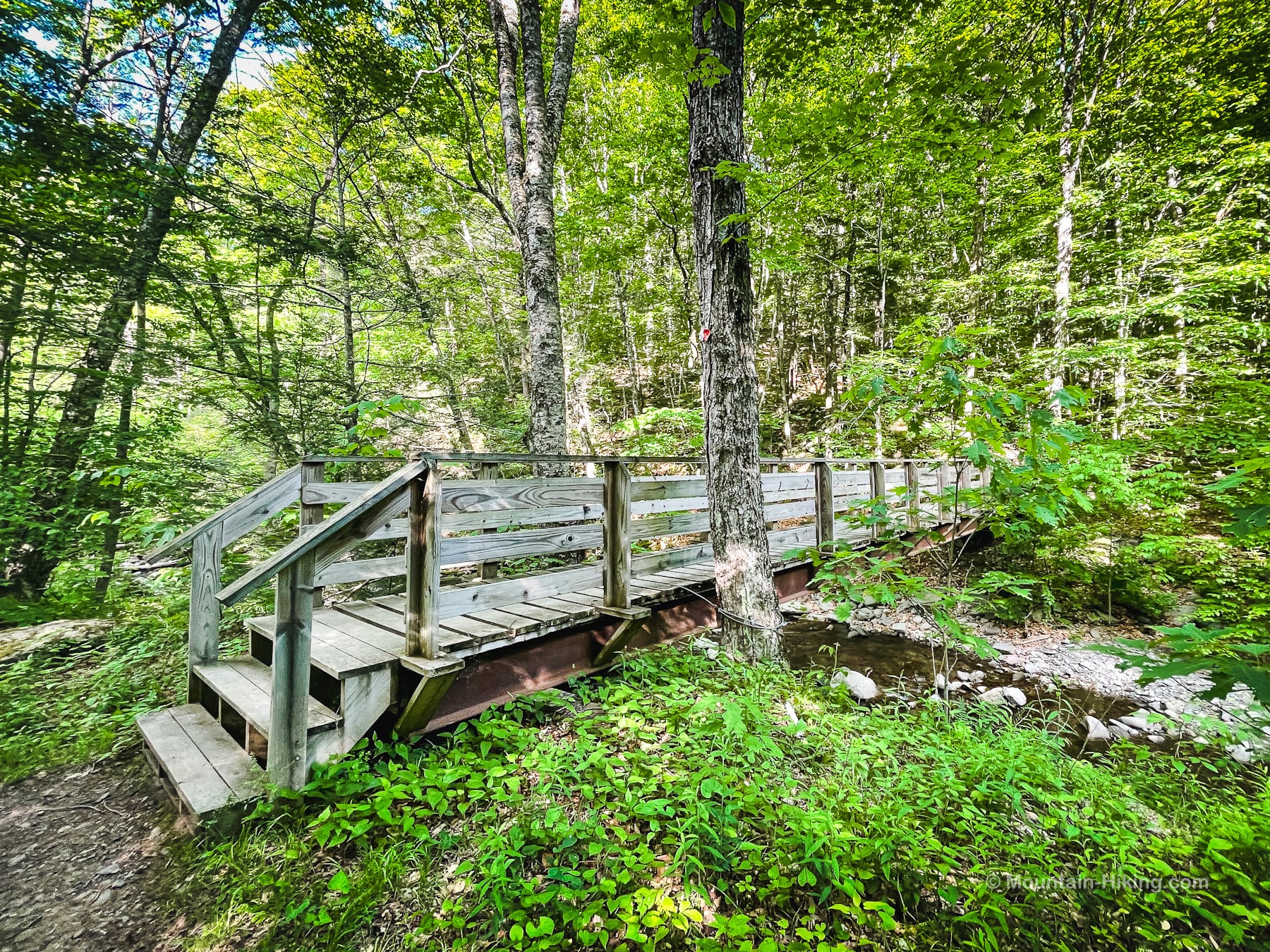 long footbridge in forest