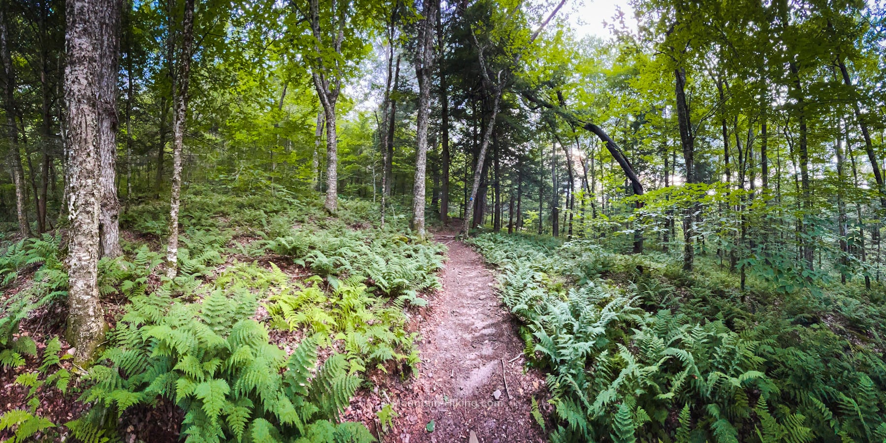 trail through fern glade