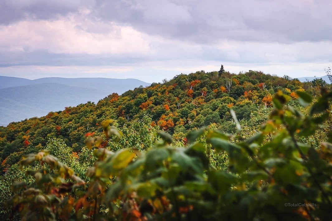 fall foliage seen from a distance in the Catskills