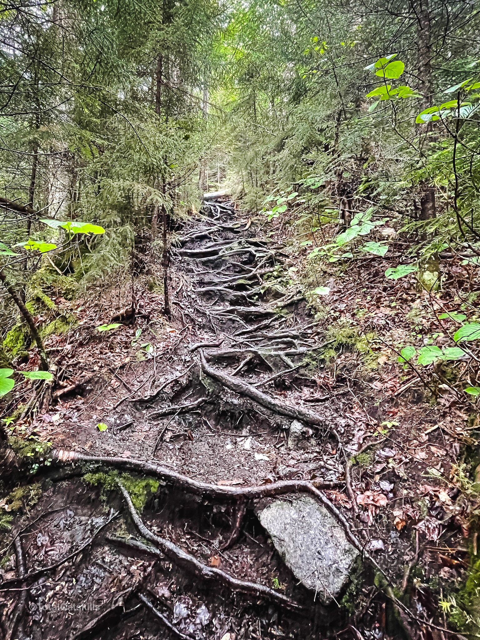 root-laden hiking trail