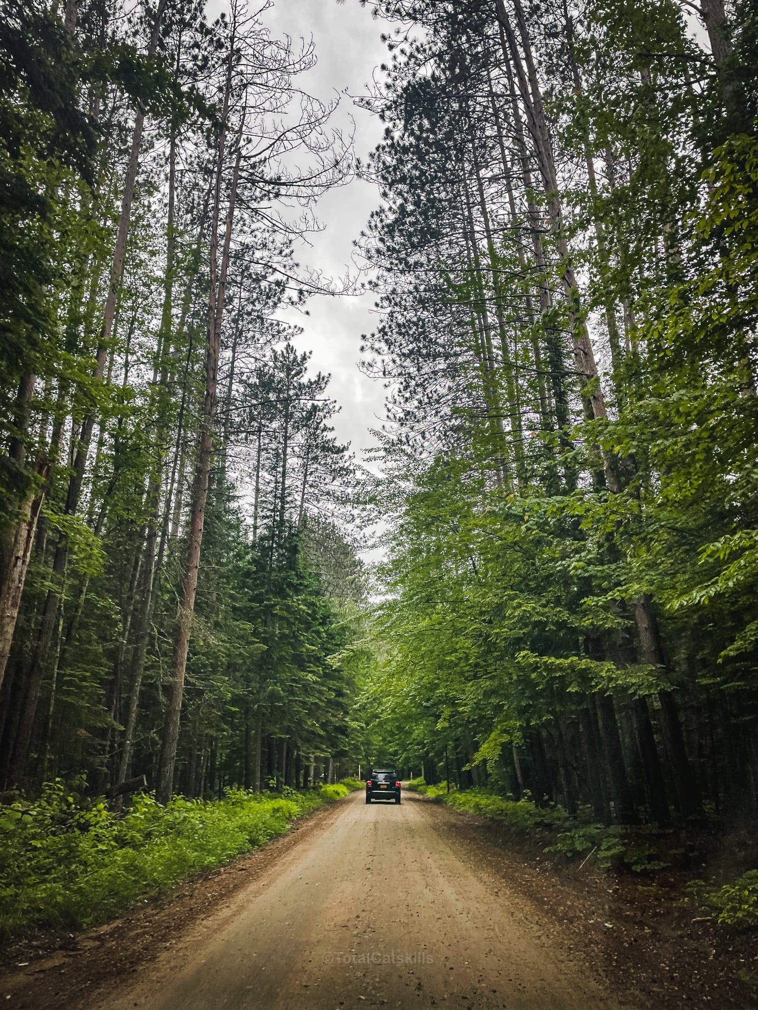 car driving through spruce forest on the way to Seymour Mountain