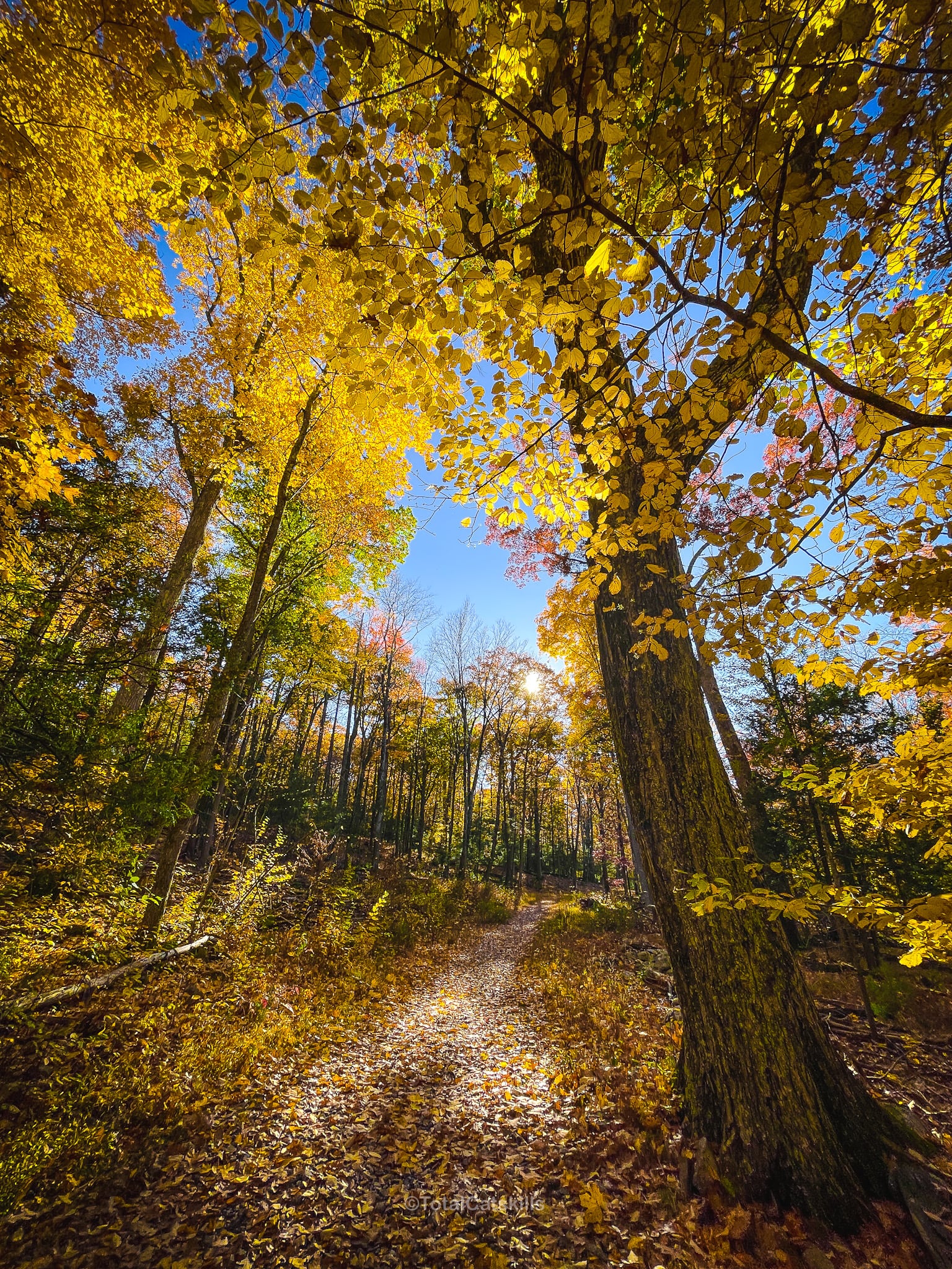 Fall Foliage 2022 Catskills
