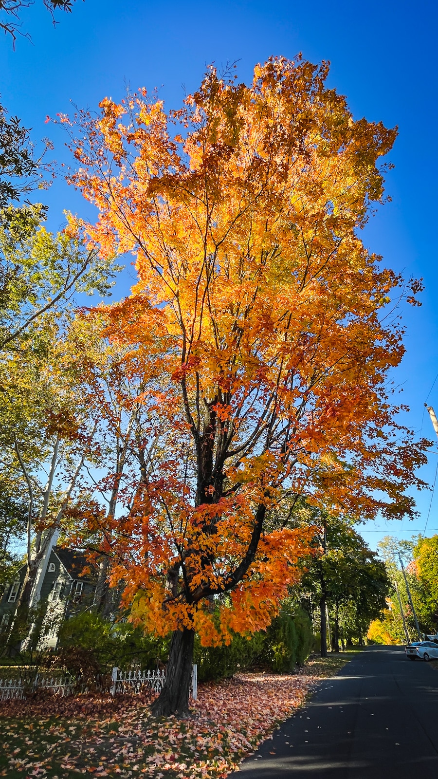 Fall Foliage 2022 Catskills