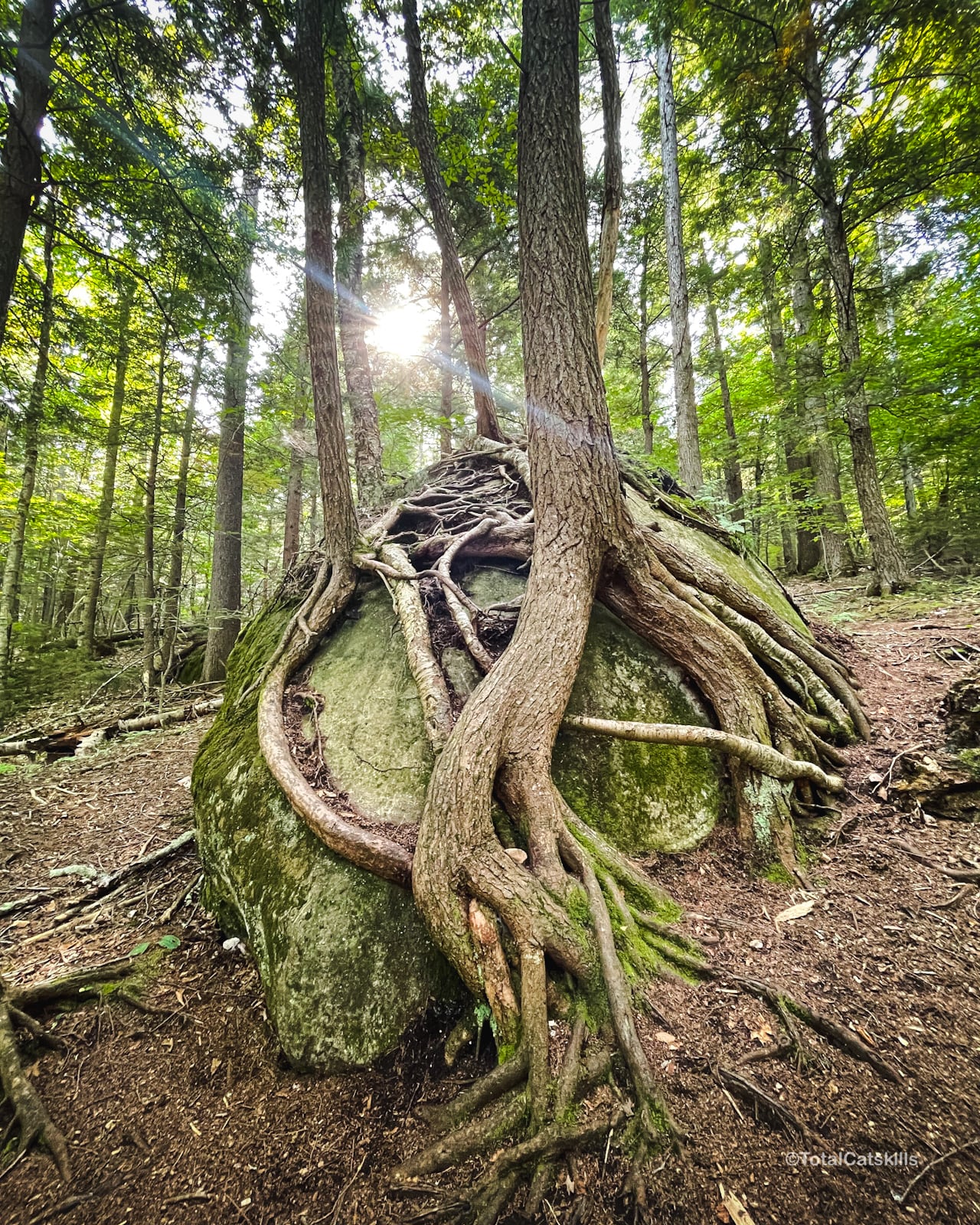 tree roots encasing boulder