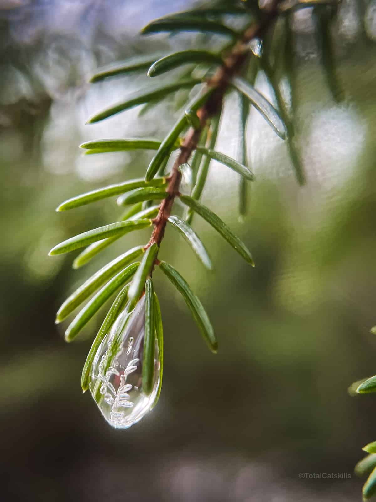 frozen water droplet in pine needles