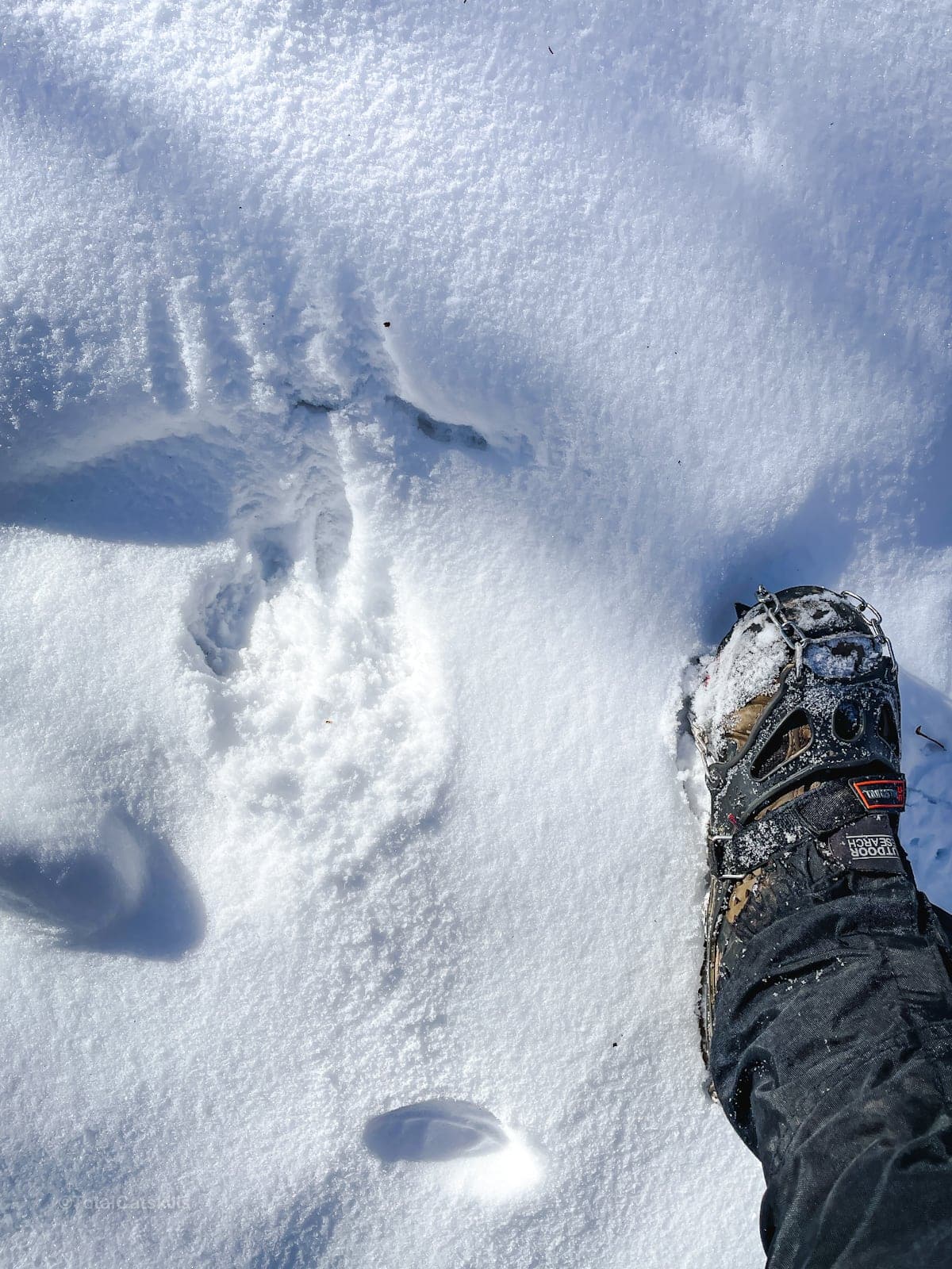 bear print in the snow on Sugarloaf Mountain in The Catskills 