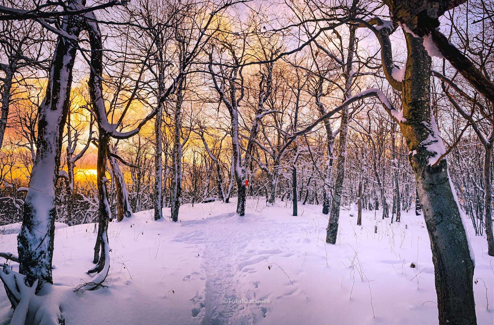 snowy forest in winter at sunset