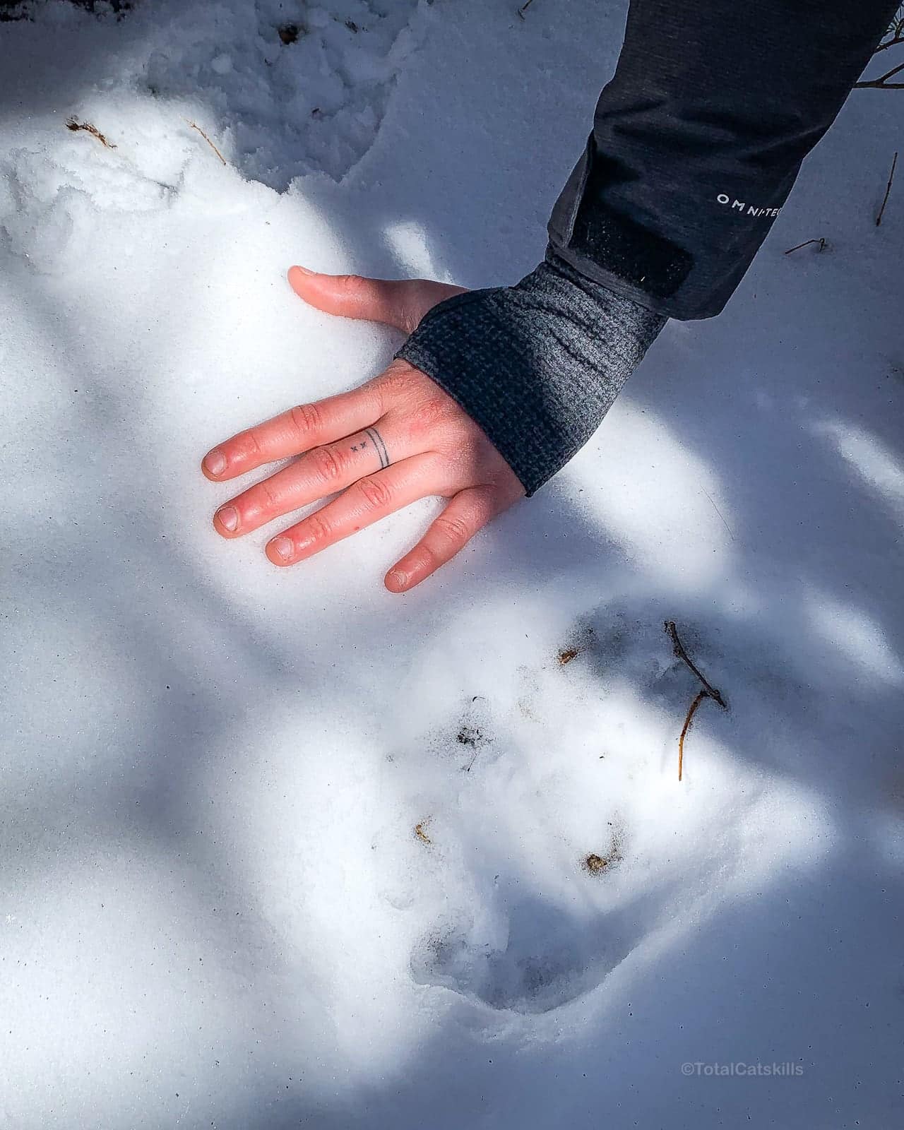 bear print in snow
