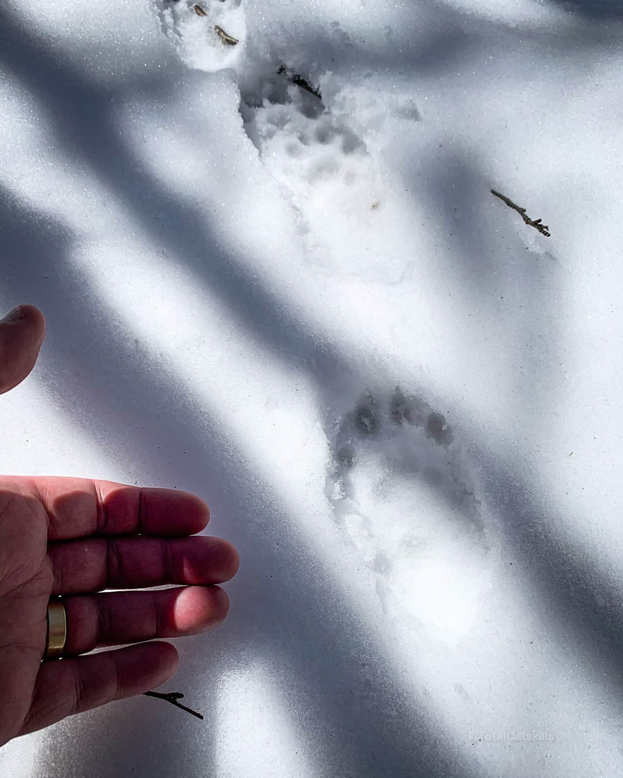 black bear cub prints in snow