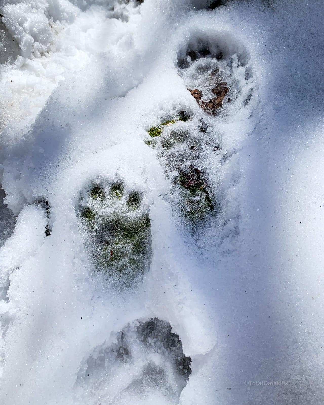 black bear cub prints in snow