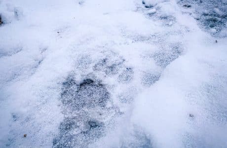 identify bear tracks in snow