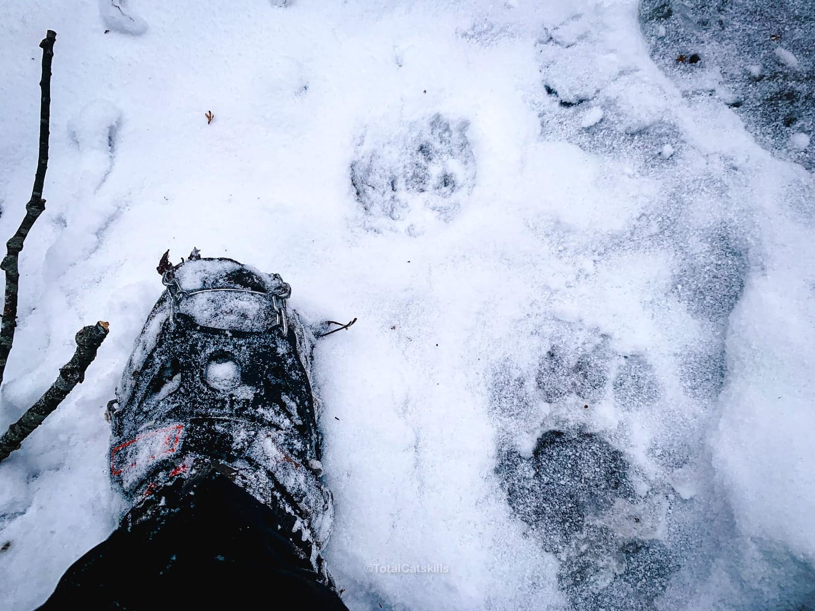 identify bear tracks in snow
