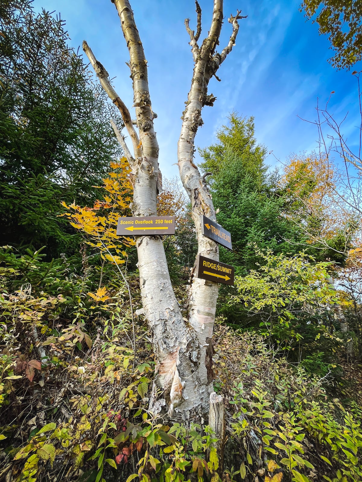 trail signposts on Jay Mountain