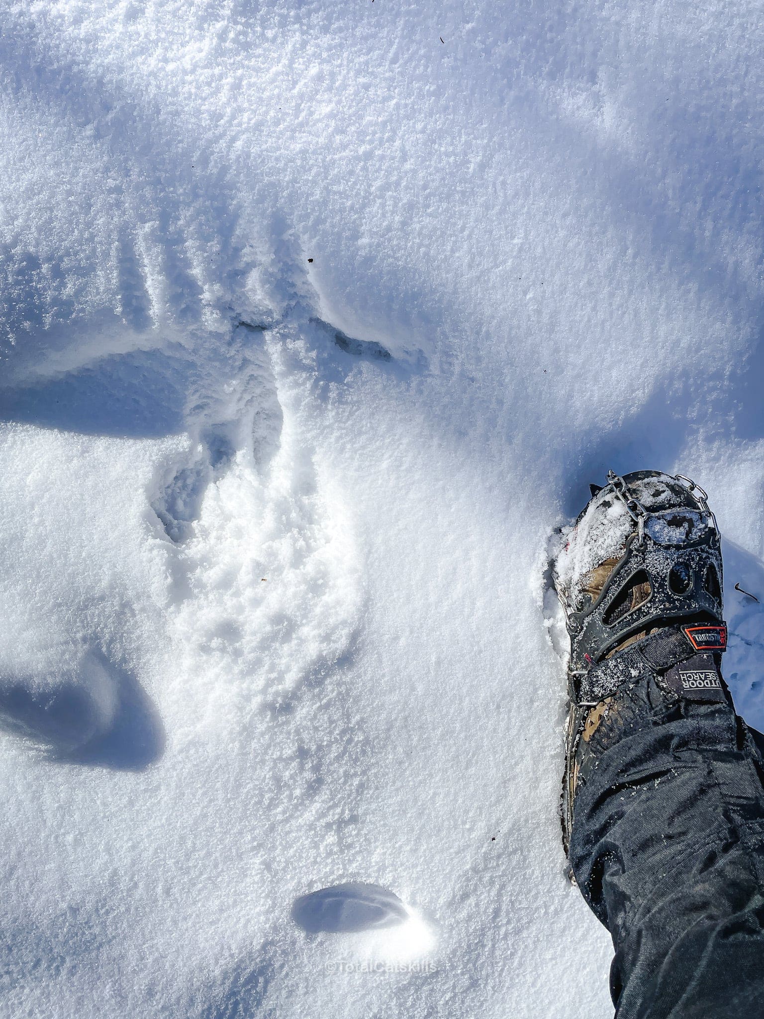 fresh bear print in snow on sugarloaf mountain