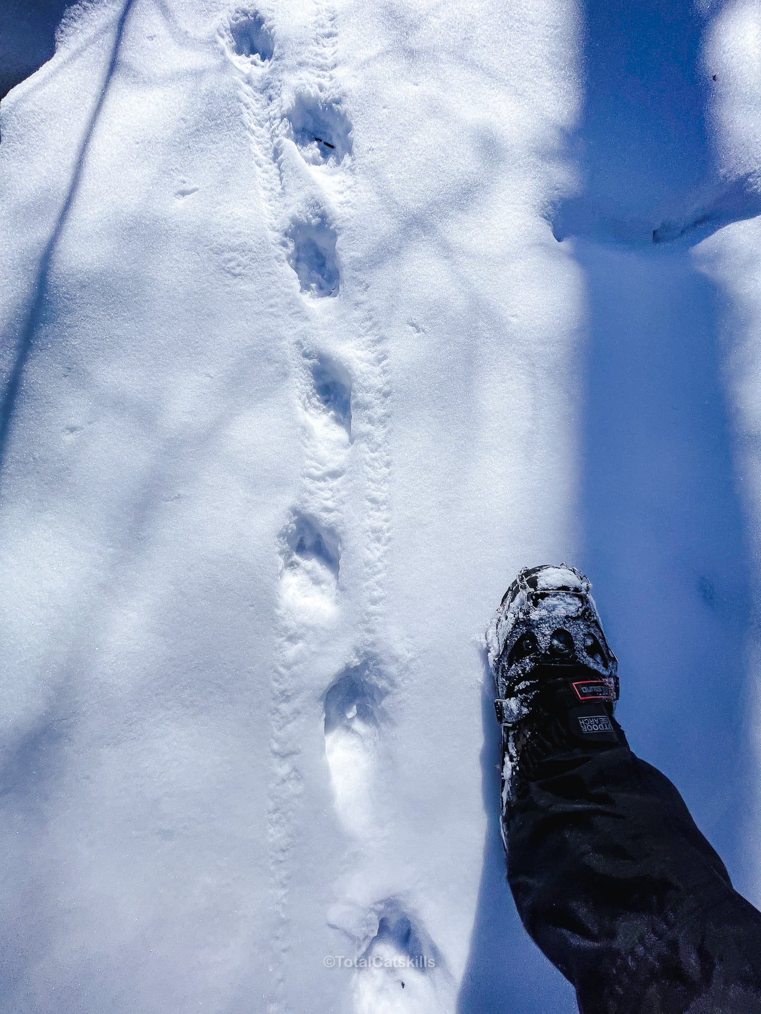 coyote track in snow on sugarloaf mountain