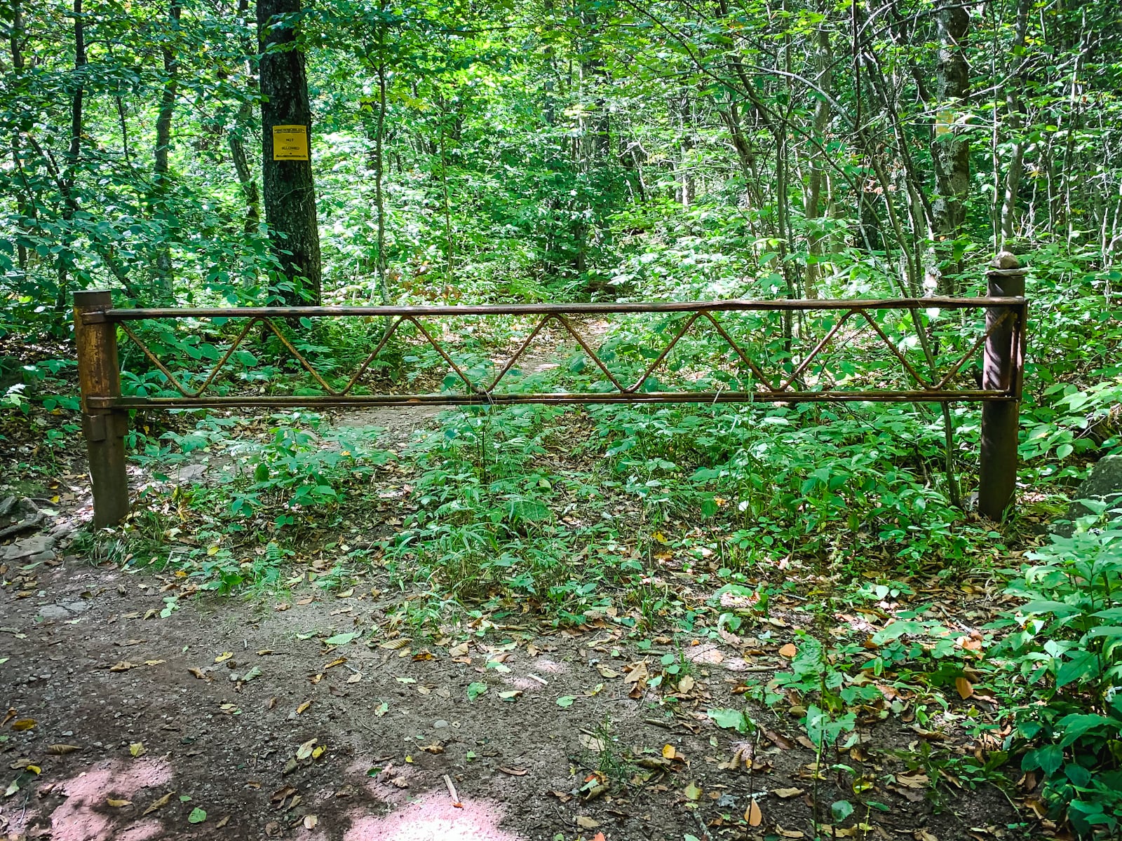 metal gate in woods