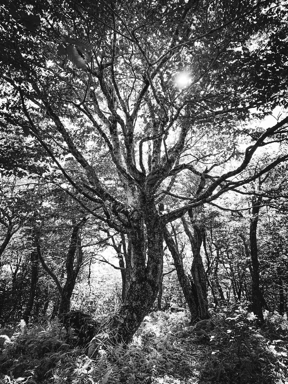 black and white image of old tree