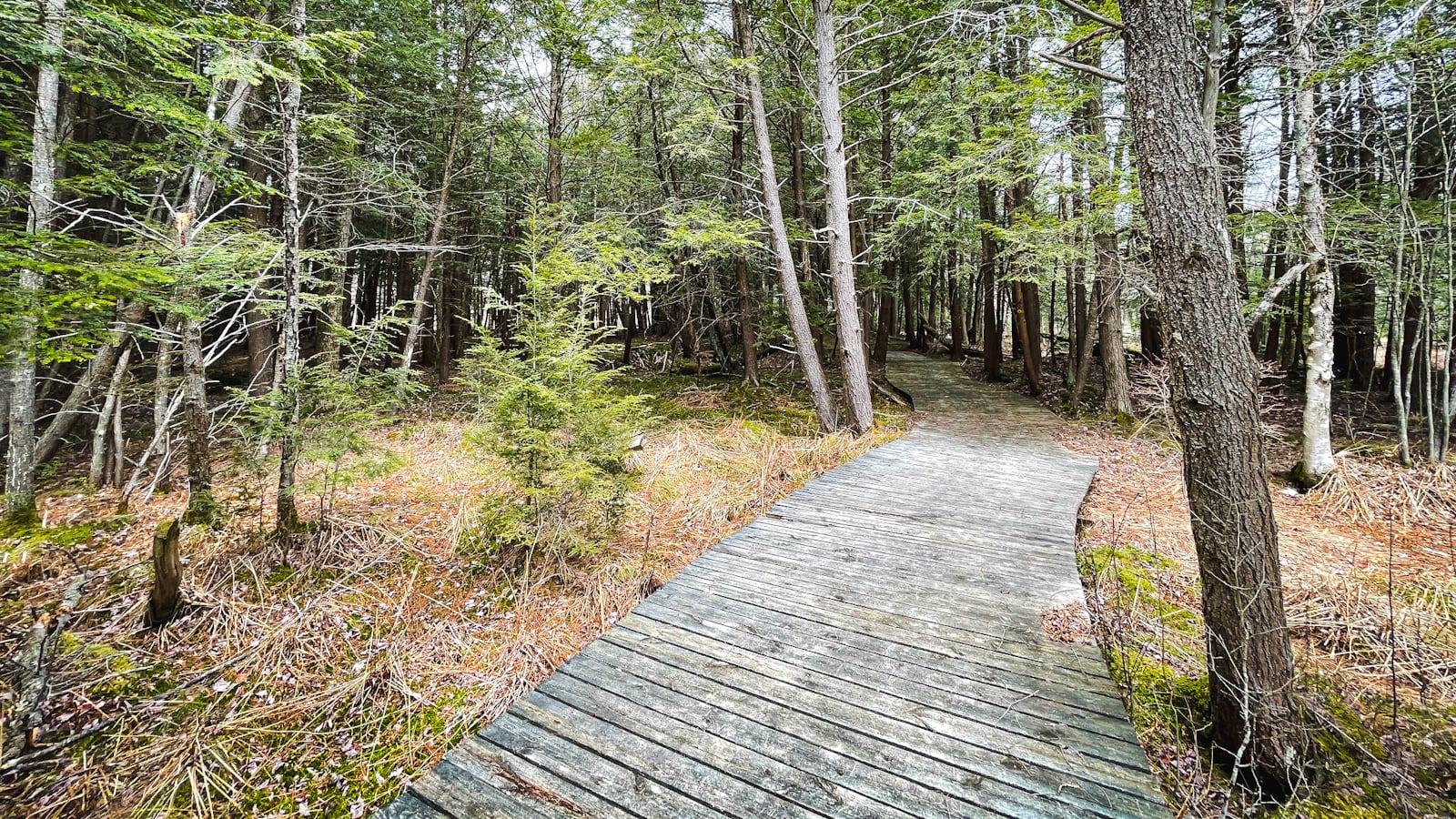 Wooden boardwalk in spring forest