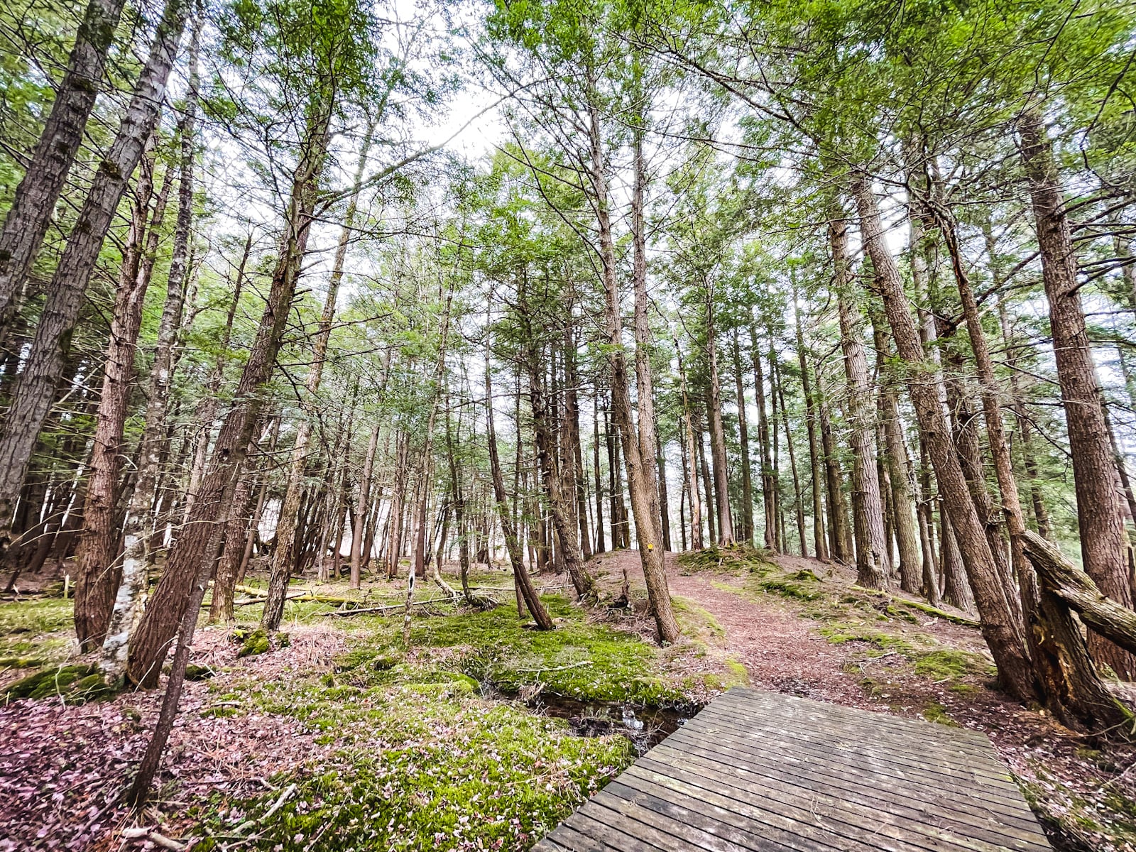 wooden boardwalk in spring forest