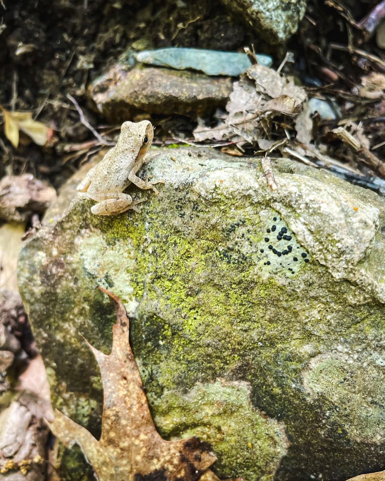 wood frog sitting on a rock on Stissing Mountain