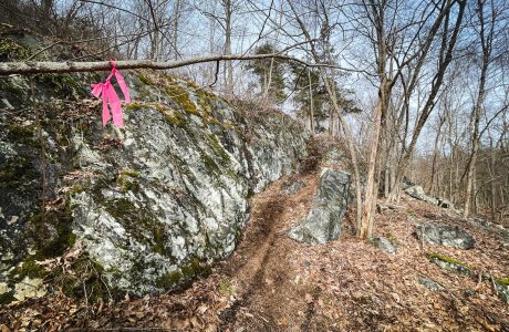 pink flag delineating new route up Stissing Mountain from Thompson Pond