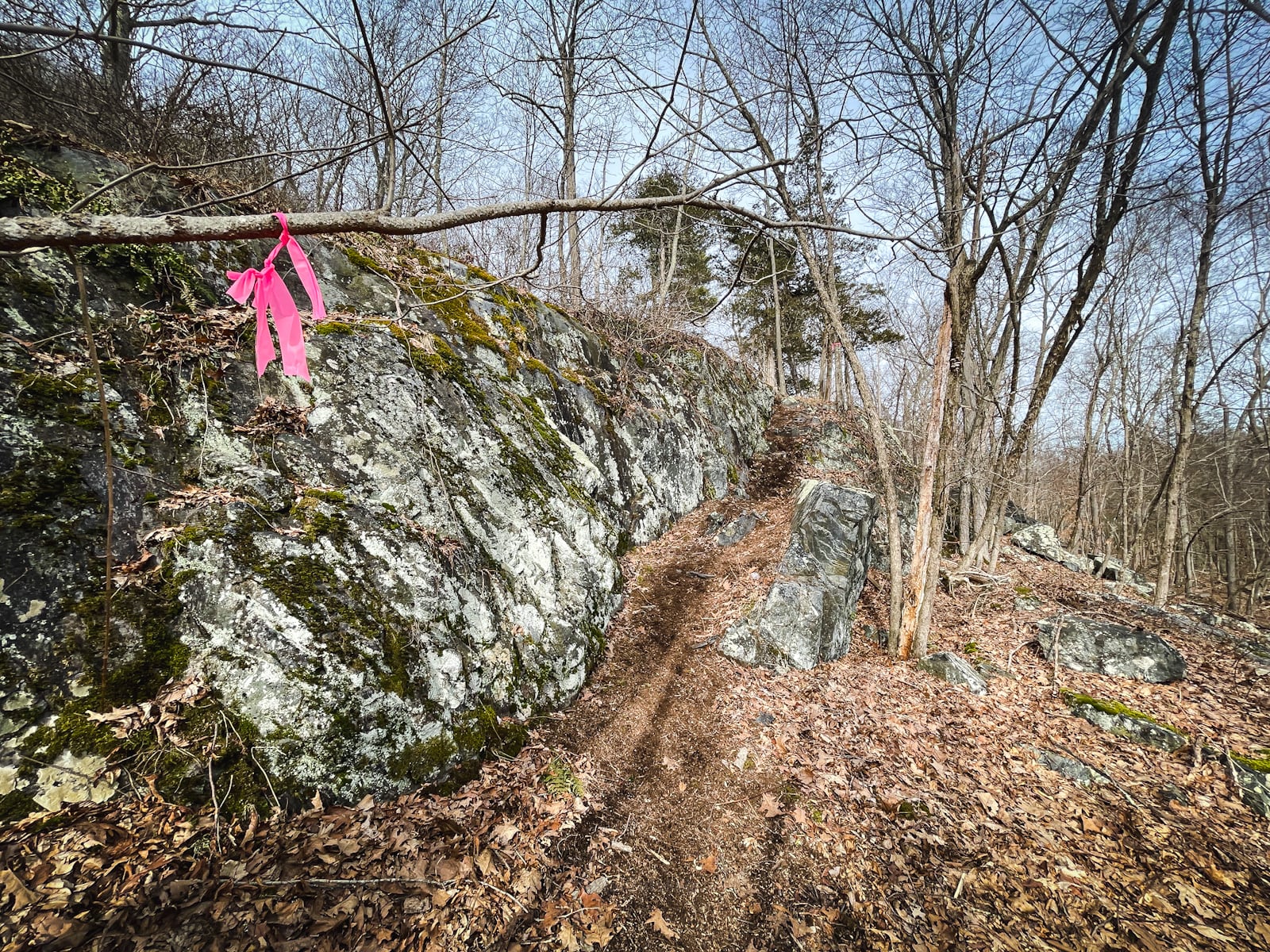 pink flag delineating new route up Stissing Mountain from Thompson Pond