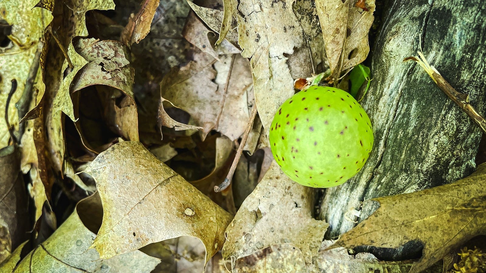 oak apple gall made by a gall wasp