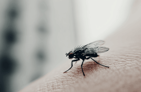 blackfly season best bites treatment