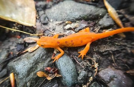 red eft sitting among stones on wet hiking trail