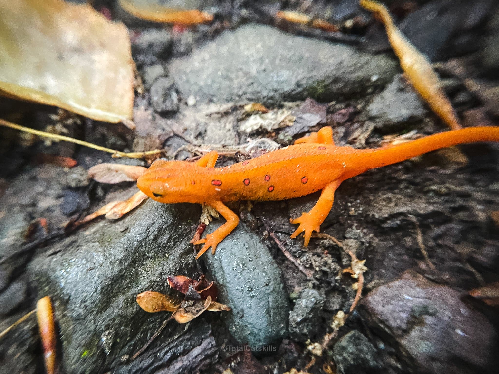 red eft sitting among stones on wet hiking trail
