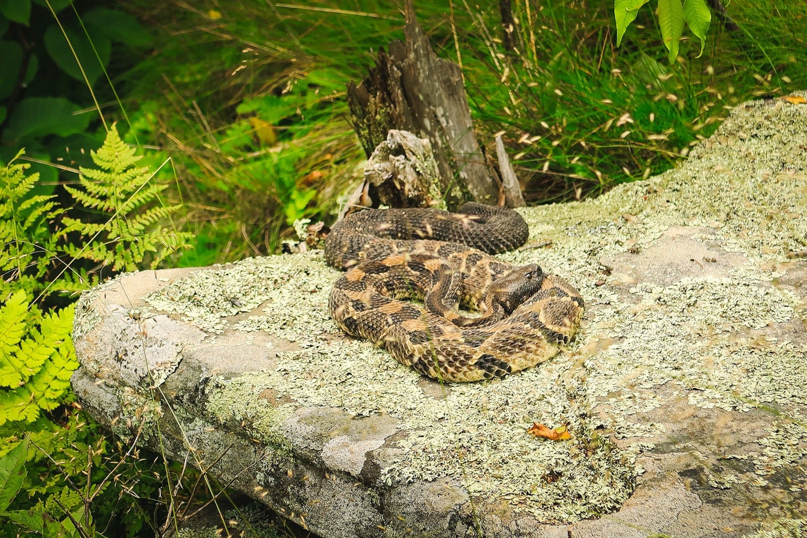Catskills rattlesnakes