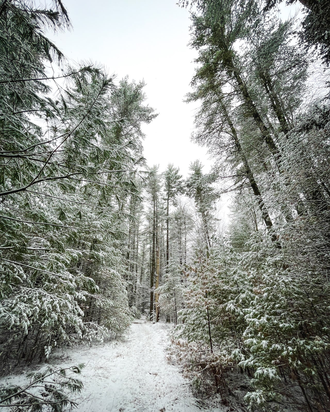 best hikes near woodstock ny: Israel Wittman pine trees