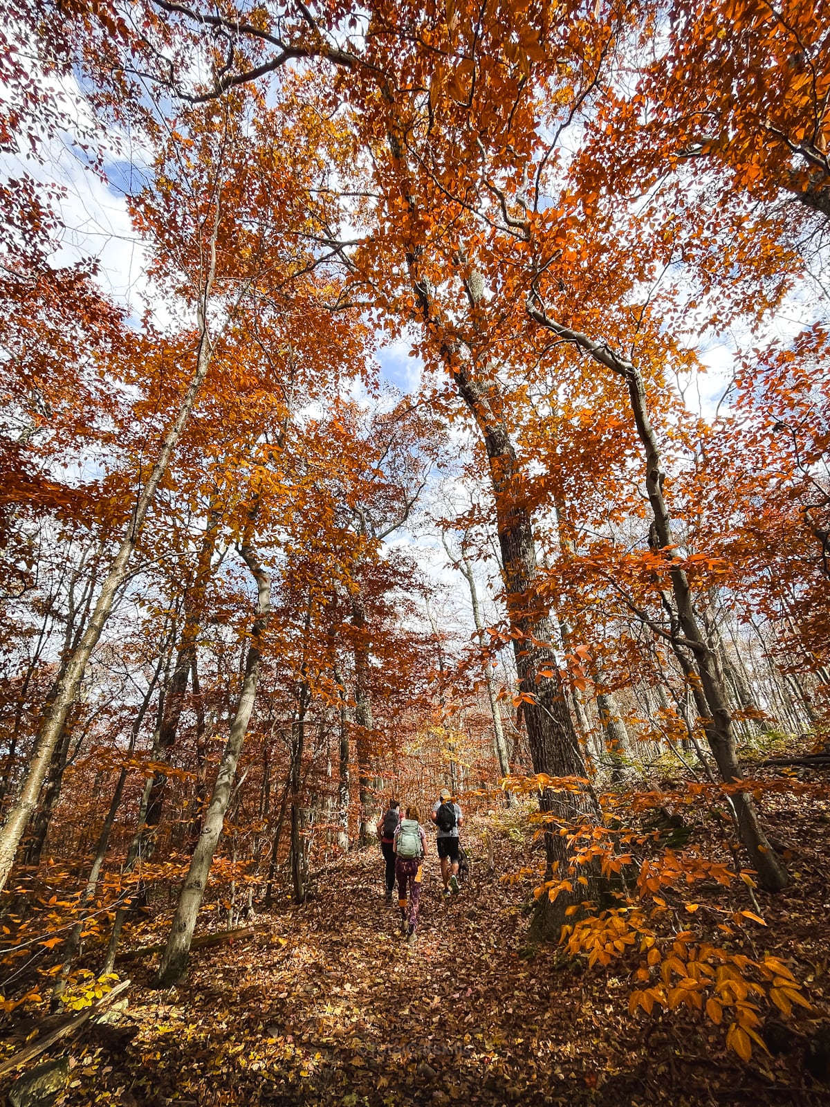 Fall Foliage Catskills