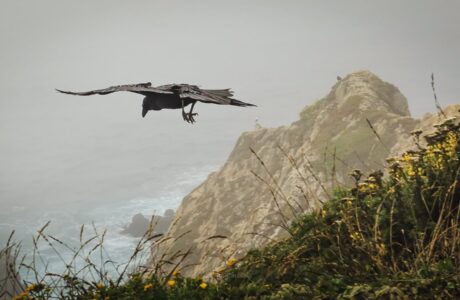 Crow at Tomales Point Trail in California